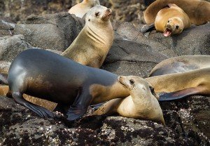 Sea Lions at Channel Islands National Park.