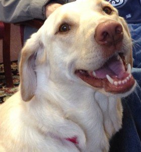 Once a victim of abuse and abandoned with her puppies, 4-year-old Maddie now dedicates four days a week to spreading happiness with her owner, Jane Nolan. “I recognized Maddie’s wonderful temperament and kind nature right away,” states Jane.