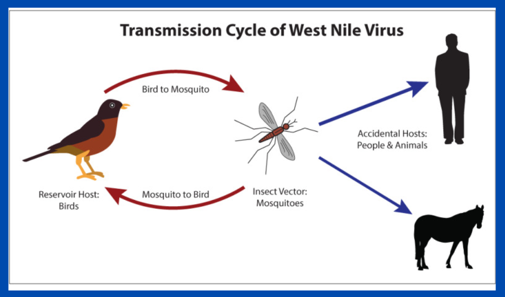 How Does West Nile Spread to Humans?