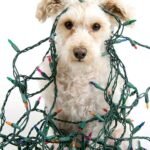 Top 5 Pet Hazards During the Holidays