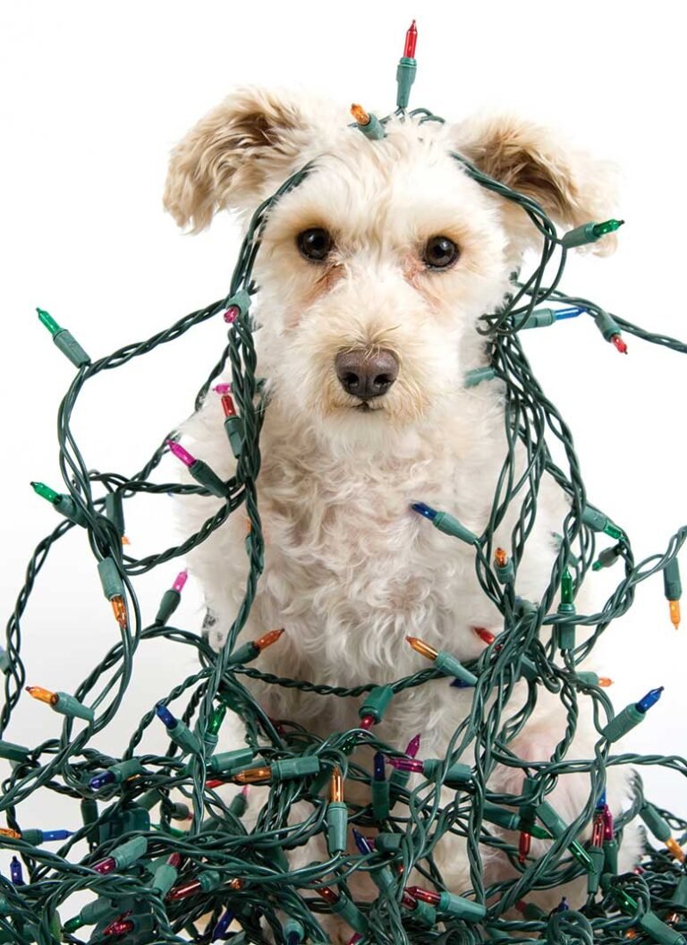 Top 5 Pet Hazards During the Holidays