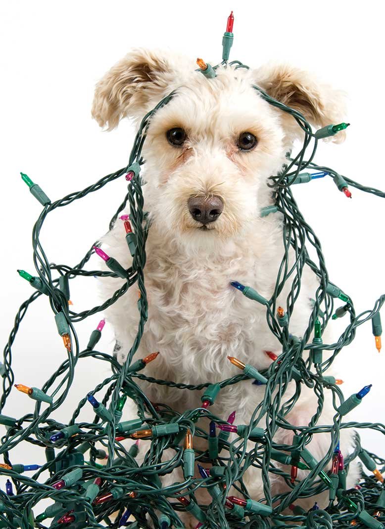 Top 5 Pet Hazards During the Holidays