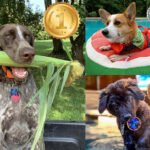 2020 Dog Days of Summer Photo Contest Winners