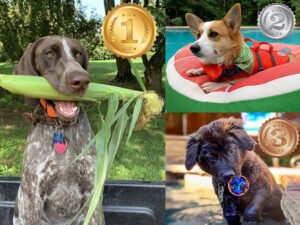 2020 Dog Days of Summer Photo Contest Winners