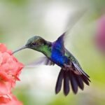 Easy Ways to Attract Hummingbirds to Your Yard