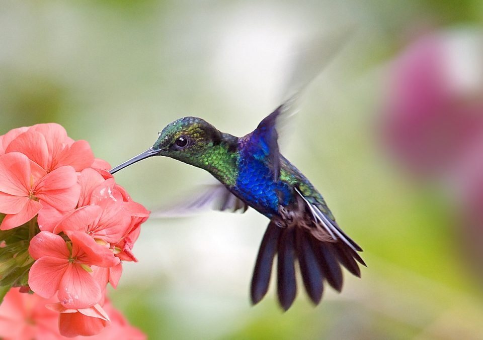 Easy Ways to Attract Hummingbirds to Your Yard