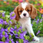 Pet Safety in the Garden