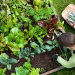 7 Essential Gardening Tips for Beginners