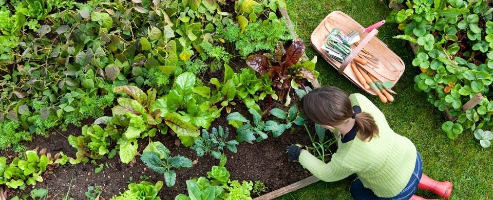 7 Essential Gardening Tips for Beginners